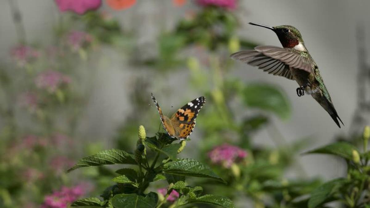 Cultiva estas plantas para que colibríes y mariposas visiten tu jardín