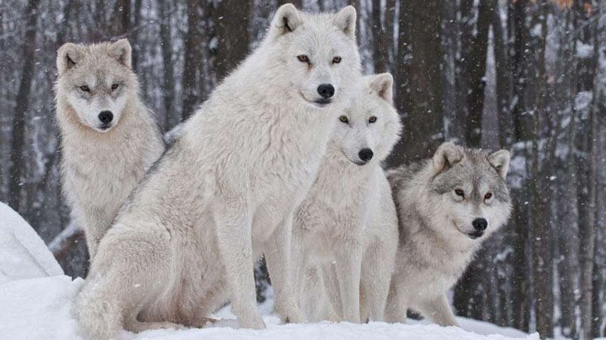 Las enseñanzas de los lobos sobre liderazgo y trabajo en equipo