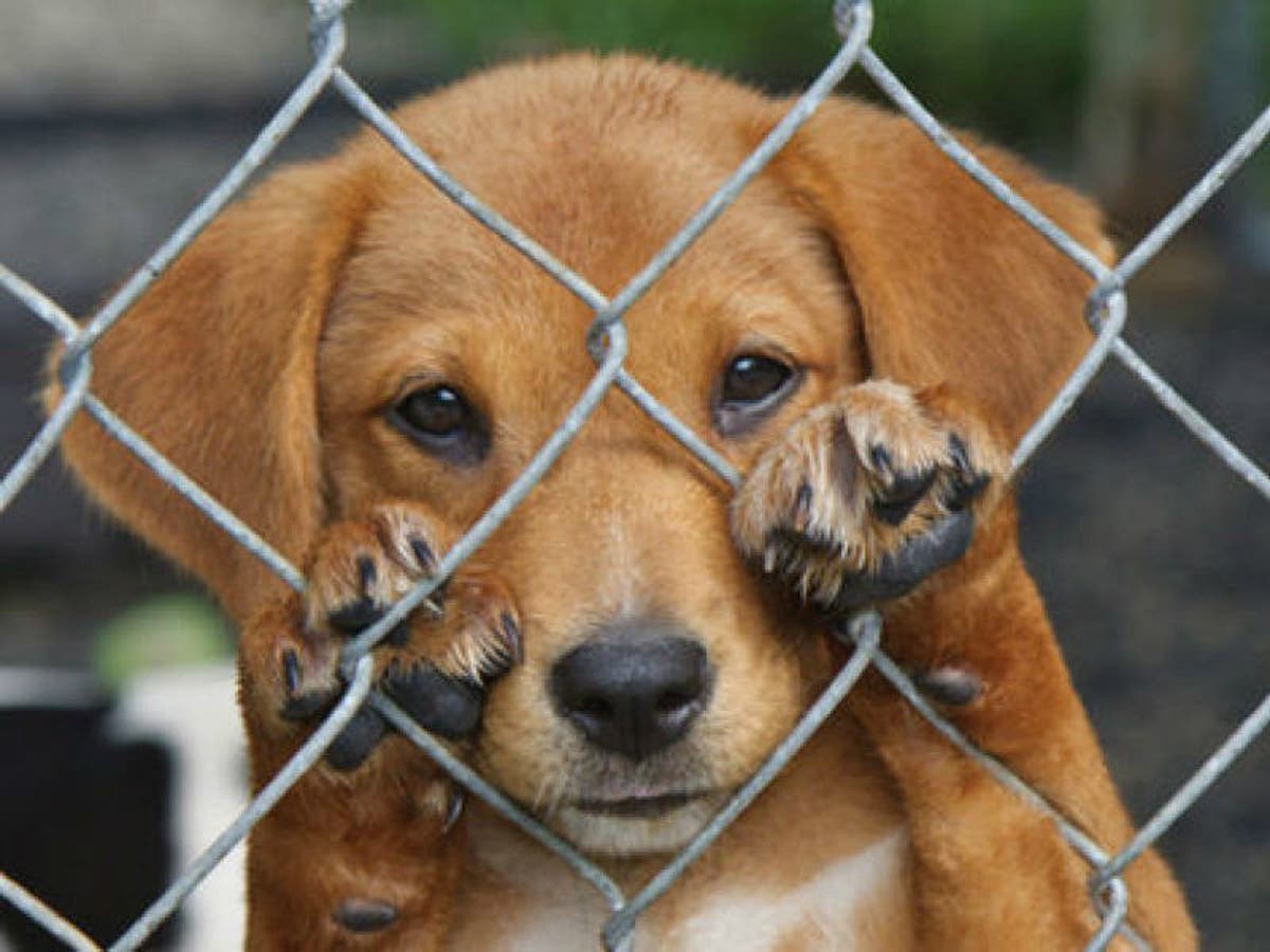 Abril, mes para crear conciencia sobre el maltrato animal