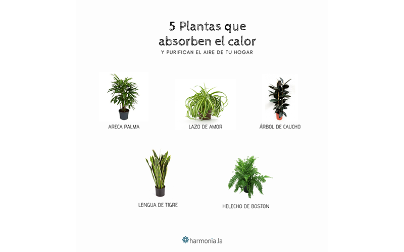 plantas para el calor